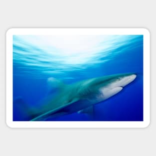 Oceanic White Tip Shark in Motion Sticker